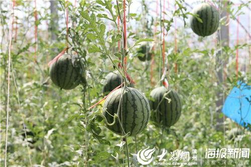 晨曦吃瓜视频地址,揭秘热门视频背后的精彩瞬间