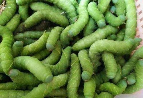 king吃瓜 豆瓣,揭秘网络舆论场中的瓜田效应