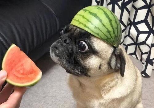 奶奶吃瓜表情包,笑翻网友的欢乐源泉