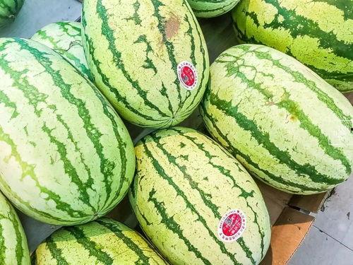 只吃宁夏瓜,探寻只吃宁夏瓜的独特魅力