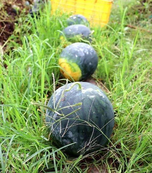 庄河本地吃瓜,夏日炎炎，吃瓜群众欢乐多