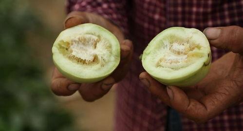 金乡直播吃瓜,揭秘网红美食背后的故事