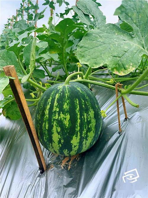 吃瓜上东区,揭秘都市繁华背后的八卦风云