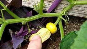 哪些瓜的花可以吃