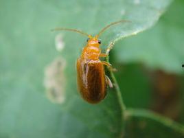 谁吃黄守瓜,探寻黄守瓜的神秘食客之谜