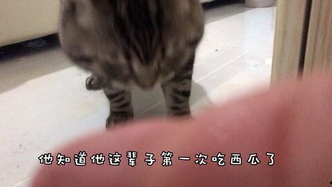 吃瓜群喵,揭秘网络热议背后的喵星生活