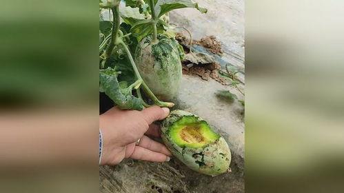 吃地里瓜的动物,探寻吃地里瓜的动物奥秘