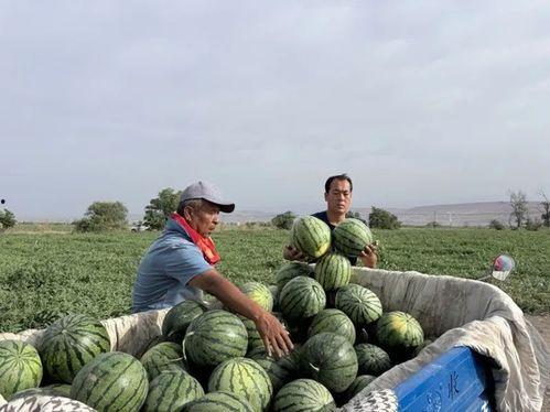 定州塔吃瓜,揭秘千年古塔的神秘“吃瓜”传说