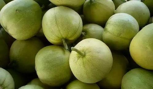 葫芦科吃的瓜,大自然的馈赠与美食探索之旅