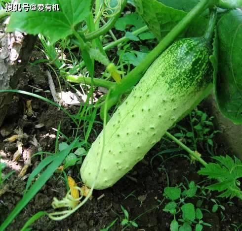 梦见摘瓜吃瓜里好多的虫,摘瓜吃瓜，虫子满腹的神秘体验