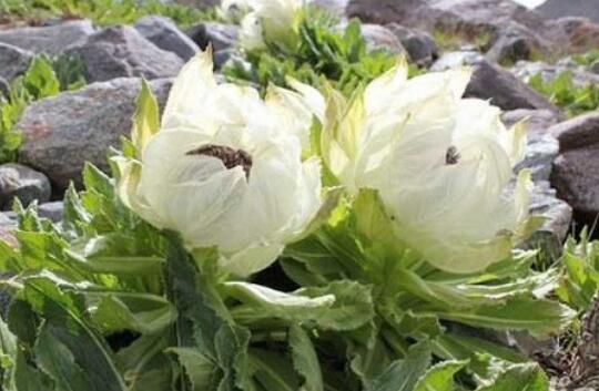 雪莲直播间吃瓜,一场吃瓜盛宴，揭秘娱乐圈幕后故事