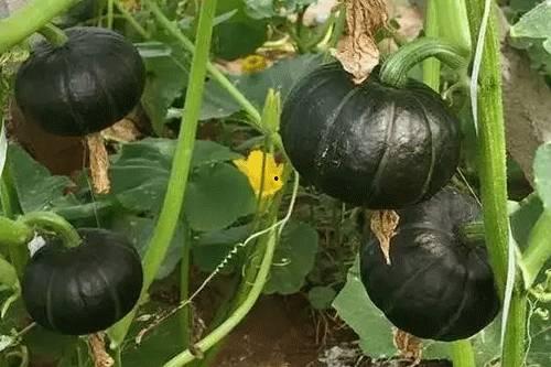 安安贝贝吃瓜,揭秘娱乐圈幕后故事