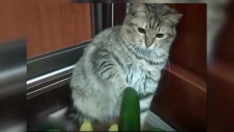 猫吃丰收瓜,田园生活中的温馨一幕