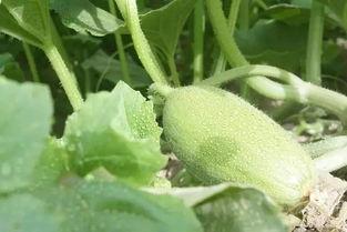 新疆吃罗汉瓜,罗汉瓜的独特风味之旅