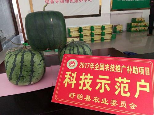 干佛瓜怎么吃,解锁美味新体验