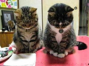 奇葩画猫吃瓜视频,猫咪大快朵颐，瓜果盛宴萌态十足