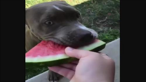 狗吃瓜视频观看,狗狗的欢乐食瓜时光