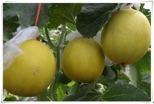 博爱刘村吃瓜,夏日吃瓜盛宴，共享清凉时光