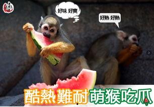 萌猴吃瓜日常记录