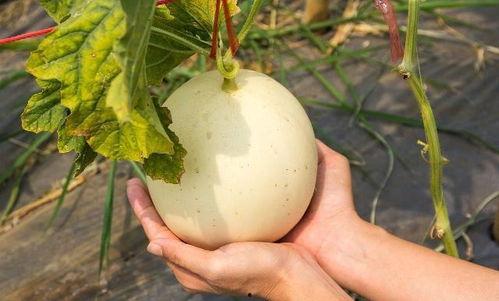 吃土瓜会上火,揭秘常见食物的火气影响