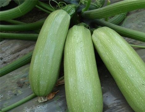 吃梢瓜的益处,揭秘梢瓜的神奇益处”