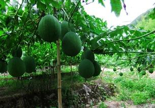 吊瓜哪里可以吃