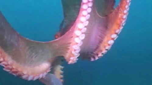 小章鱼吃瓜,一场奇妙的海洋美食之旅