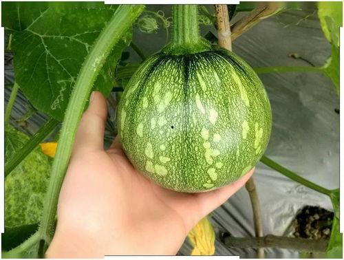 梦见吃小瓜,揭秘吃小瓜的神秘寓意