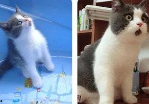 吃瓜惊讶猫,揭秘娱乐圈的“猫眼”观察者